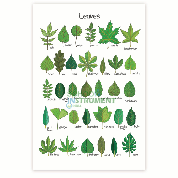 Leaf Charts, Botany